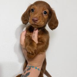 Ali - Chocolate female Dachshund puppy in Maidsville, West Virginia from L&B Lowriders