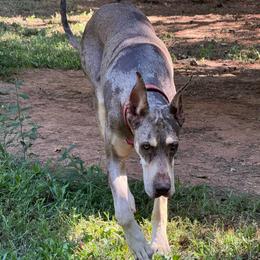 Betsy - Chocolate and white female Great Dane puppy in Greenville, South Carolina from Allen’s Ridge Ranch