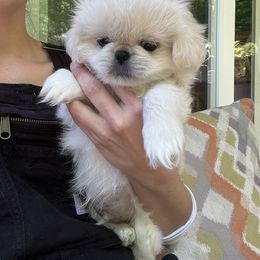 Pekingese and Poodle Puppies from Wild Flower Pekingese