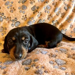 Moe - Black and tan male Dachshund puppy in Carrollton, Illinois from Kelly's Doxies