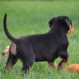 Girl 1 - Black and mahogany female Rottweiler puppy in Catawissa, Pennsylvania from Sharp Ridge Rottweilers