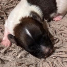 Tiny Sable male - White and sable male Papillon puppy in Frostproof, Florida from Sequence Papillon