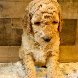 Purple Collar Girl - Red female Bernedoodle puppy in San Augustine, Texas from Vintage Doodles