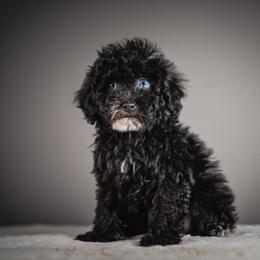 Dolly - Black and white female Schnoodle puppy in Caldwell, Idaho from Boise Doodle Co.