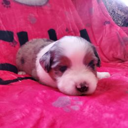 Miniature American Shepherd Puppies from Marquise Miniature American Shepherd