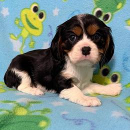 Suzy - Tri-color female Cavalier King Charles Spaniel puppy in Poyen, Arkansas from Joels Angels Cavaliers