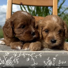 Cavapoo puppies from Cariad Doodles