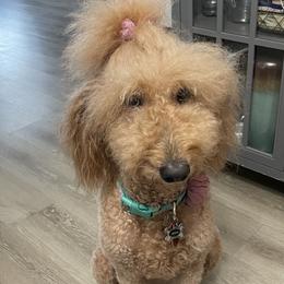 Nova - Goldendoodle