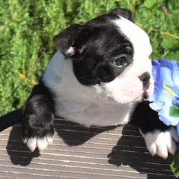 Boston Terrier Puppies from Bull Branch Bostons