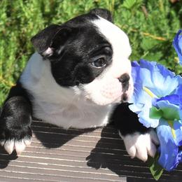 Boston Terrier Puppies from Bull Branch Bostons