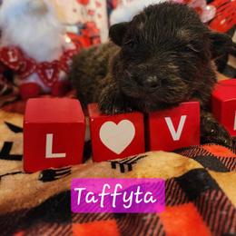 Taffyta - Blue female German Shepherd puppy in Los Lunas, New Mexico from Mali's German Shepherds LLC