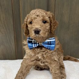 Toby - Red  male Goldendoodle puppy in Gilbert, Arizona from Gilbert Az Doodles