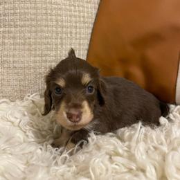 Rebel - Chocolate and cream female Dachshund puppy in Fort Gibson, Oklahoma from Cooper’s Dachshunds