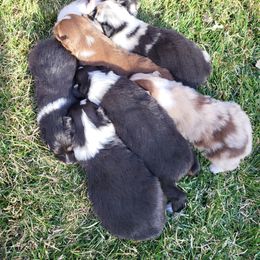 Australian Shepherd Puppies from Charmed Australian Shepherds