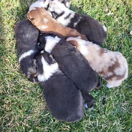 Australian Shepherd Puppies from Charmed Australian Shepherds