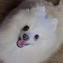 Willow - Pomeranian