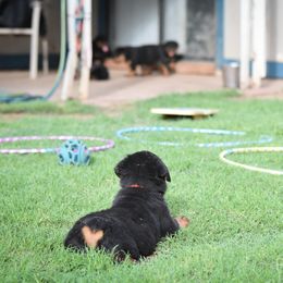 Labrador Retriever and Rottweiler Puppies from Merakxel