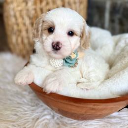 Bunny - Brown and white female Bernedoodle puppy in Natural Bridge, Virginia from Padgetts Hill Puppies