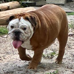 Izzy - Bulldog