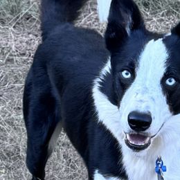 Border Collies from H Bar