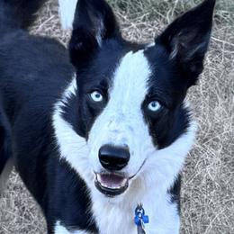 Border Collies from H Bar