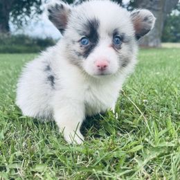 Tim - Blue merle and white male American Corgi puppy in Bloomfield, Iowa from Beebe’s Corgis | Seven B Corgi Co