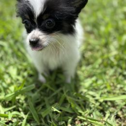 Mac - White and black male Papillon puppy in Spartanburg, South Carolina from Sassy Pap Farms