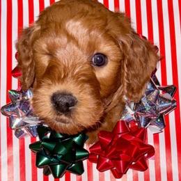 Pink Girl - Red  female Goldendoodle puppy in Greensfork, Indiana from Fishermen’s Doodles