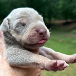 Purple Collar Lilac  (AKC silver) Tanpoint Dane - Silver female Great Dane puppy in Greenville, South Carolina from Allen’s Ridge Ranch
