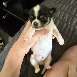 Akc boy 3 - Black and white male Chihuahua puppy in Anoka, Minnesota from Anoka County MN AKC Chihuahuas
