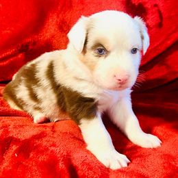 Savanna - Red merle female Miniature Australian Shepherd puppy in Hagerstown, Maryland from Renegade Kennels