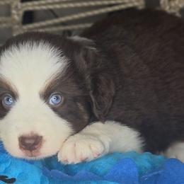 Buddy - Red tri male Miniature Australian Shepherd puppy in Lincoln, California from Elegant Aussies