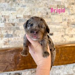Brigid - Merle female Bernedoodle puppy in Midland, Michigan from Northern Charm Farm