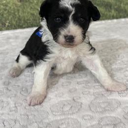 Sampson - male Australian Mountain Doodle puppy in Lincoln, Nebraska from GRand Doodles