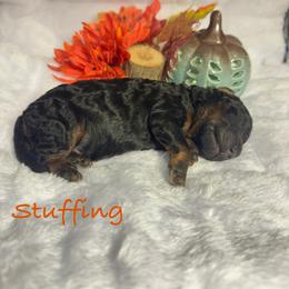 Stuffing - Phantom male Poodle puppy in Grover Beach, California from Central Coast Poodle Paws