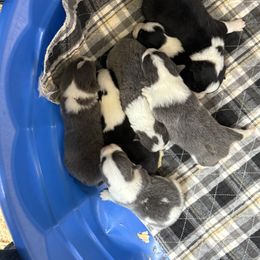 Black Boy - Black and tan male Pembroke Welsh Corgi puppy in Nashville, Arkansas from Whisenhunt Farms