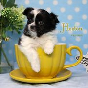 Heston - Black male Mi-Ki puppy in Elizabeth, Colorado from Royal T Mi-Kis