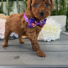 Fiona - Red  female Poodle puppy in Cape Coral, Florida from Ruby the poodle