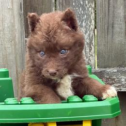 Florida - Red and white male Siberian Husky puppy in Warrenville, South Carolina from WinterCrest Siberian Huskies