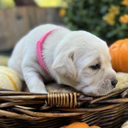 Honey - Labrador Retriever puppy from Limestone Labradors