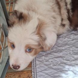 Murphy - Red merle male Miniature Australian Shepherd puppy in Copperas Cove, Texas from Aussies Acre