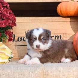 Manhattan - Miniature Australian Shepherd puppy from 4 Seasons Aussies
