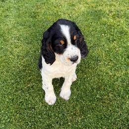 Pac-Man - Black white and tan male English Springer Spaniel puppy in Coeur D'alene, Idaho from Springer Hollow