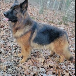 Arka - German Shepherd