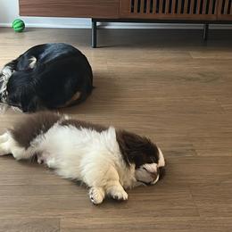 Pekingese and Poodle Puppies from Dogs lovers