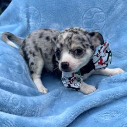 Louis AKC - Blue merle male Chihuahua puppy in Seneca, Missouri from Stephanie’s Puppy Colony