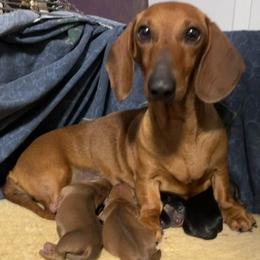 Snicker - Dachshund