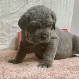Tiara - Blue female Neapolitan Mastiff puppy in Canyon, Texas from Mastini Della Forte