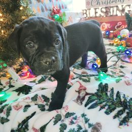 Cane Corso Puppies from Hardradas Dynasty Cane Corso
