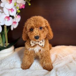 Nate - Red  male Poodle puppy in Davie, Florida from Dave Poodles